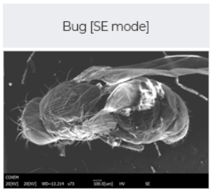 bug